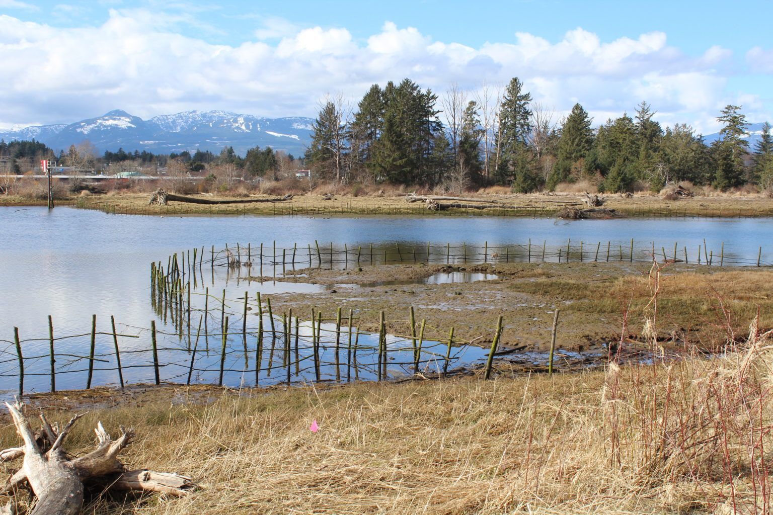 Dyke Road Park Resilient Coasts for Salmon