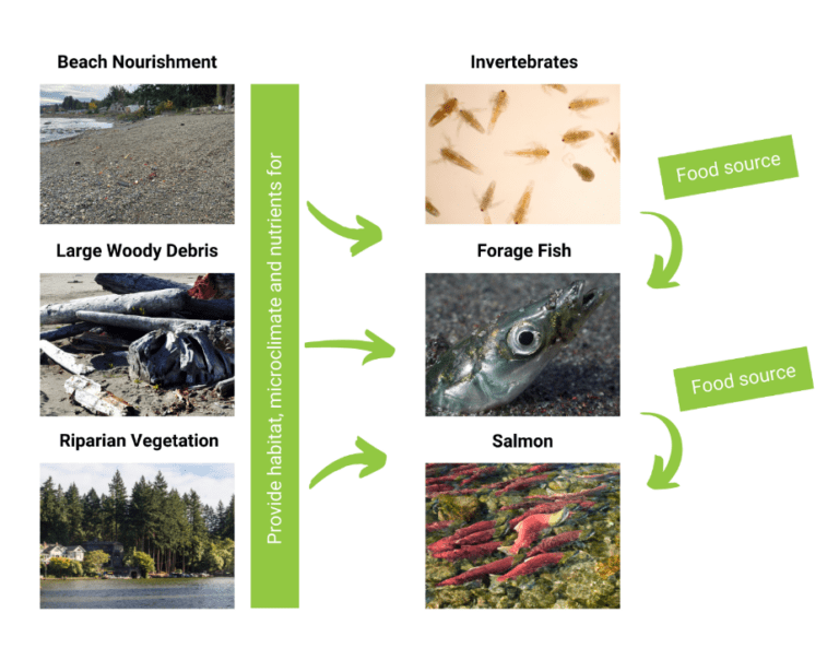 How Green Shores Help Salmon Resilient Coasts for Salmon
